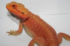 Red trans 100% het hypo breeder1.jpg