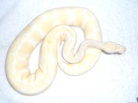 albino.jpg