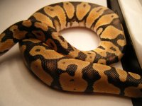 snake junk 004.jpg