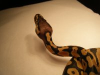 snake junk 005.jpg