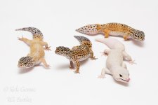 Blaz-Blizzard-Group.jpg