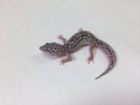MACK SNOW REVERSE STRIPE LEOPARD GECKO- #M-H1-83016-1.jpg