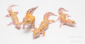 Raptor-Group.jpg