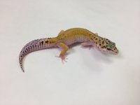 PATTERNLESS STRIPE POS HET ECLIPSE LEOPARD GECKO- #M-R9-82916-1.jpg