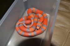 DSC_0120.jpg
