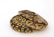 FIRE MOJAVE FEMALE.jpeg