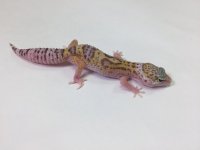 MACK SNOW RAPTOR LEOPARD GECKO - #M-S11-82916-01.jpg