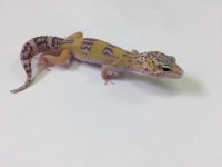 RAPTOR LEOPARD GECKO - #M-K3--01.jpg
