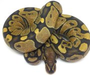 Leopard gecko pic (22).jpg