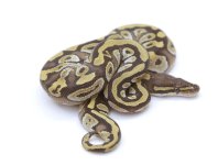 MOJAVE BALL PYTHON - MALE #2016M01-2.jpeg