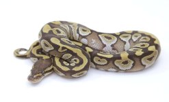 MOJAVE BALL PYTHON - MALE #2016M01-1.jpeg