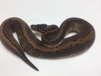 PINSTRIPE BALL PYTHON - MALE #2016M01 .jpg