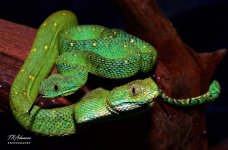 atheris_1.jpg