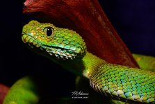 Atheris_2.jpg