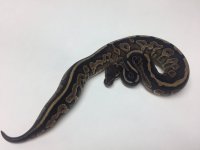 CINNAMON BALL PYTHON FEMALE - #2016F03 .jpg