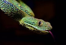 Atheris_3.jpg