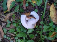 98-2016 Pied female #3 70 gm $435.00.jpg