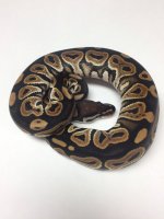 BLACK PASTEL BALL PYTHON - MALE #20162RM1 .jpg