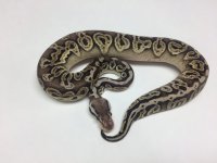 PEWTER CYPRESS BALL PYTHON - MALE - #20162RM1 .jpg