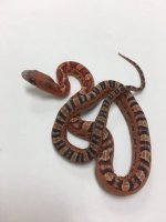 SCALELESS TEXAS RATSNAKE- FEMALE #2016F02.jpg