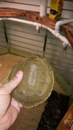 Trionx_carapace.jpg