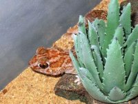 Gecko3.jpg