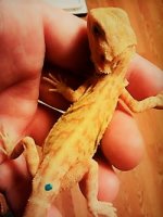 thumbnail_IMG_20161116_171729656.jpg