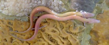 Proteus_anguinus_Postojnska_Jama_Slovenija.jpg