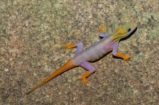 gecko_607373.jpg