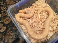 Albino conda small unusual pattern.jpg