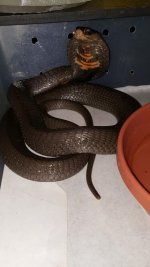 Black-necked-spitter.jpg