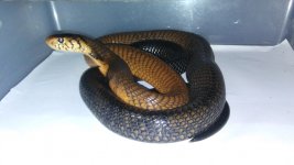 cameroon forest cobra_1.jpg