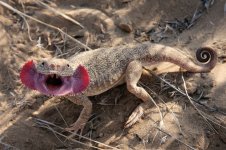 Phrynocephalus_mystaceus.jpg