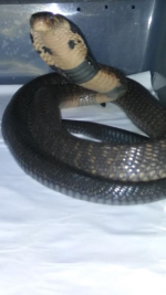 Cameroon forest cobra_2.png