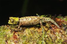 mossy_leaf_chameleon_L.jpg