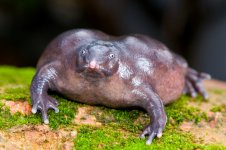 indian-purple-frog-01.jpg