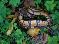 99-2016 het Pied female #1 100 gm $85.00.jpg