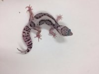 BOLD LINE BRED SNOW.jpg