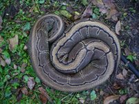 12-Proven breeder Pinstripe female #135 2600 gm $320.00.jpg