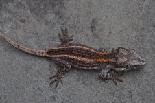 DSC_0789.jpg