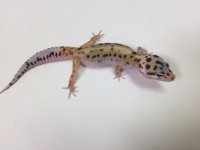 RAINBOW STRIPE MALE 2016.jpg