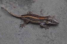 DSC_0787.jpg