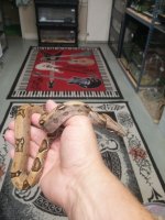 baby boa (2).jpg