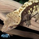 crested-gecko-Ap10T.jpg
