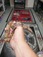 baby boa.jpg