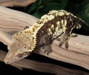 crested-gecko-Ap10a.jpg