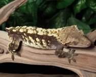 crested-gecko-Ap10b.jpg