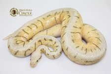 14KillerbeeM1-944g.jpg