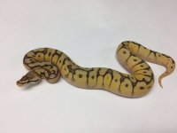 MOJAVE SPIDER ORANGE DREAM.jpg