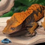 crested-gecko-Ap4T.jpg